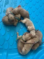 NOAH, a male Goldendoodle for sale in Victorville, CA – Photo 2 of 5