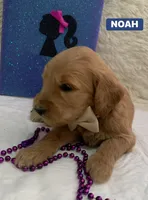 NOAH, a male Goldendoodle for sale in Victorville, CA – Photo 3 of 10