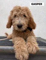 GASPER, a male Goldendoodle for sale in Victorville, CA – 6 of 10
