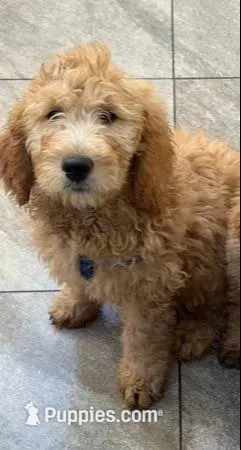 GASPER, a male Goldendoodle for sale in Victorville, CA – 9 of 10