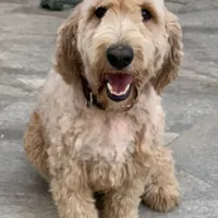 MIA, a female Goldendoodle for sale in Victorville, CA – Photo 3 of 7