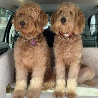 MIA, a female Goldendoodle for sale in Victorville, CA – Photo 4 of 7