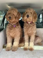 MIA, a female Goldendoodle for sale in Victorville, CA – Photo 5 of 6