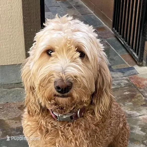 MIA, a female Goldendoodle for sale in Victorville, CA – Photo 5 of 7