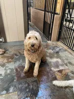 MIA, a female Goldendoodle for sale in Victorville, CA – Photo 2 of 6