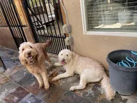 MIA, a female Goldendoodle for sale in Victorville, CA – Photo 3 of 6