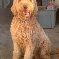 MIA, a female Goldendoodle for sale in Victorville, CA – Photo 1 of 7
