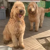 MIA, a female Goldendoodle for sale in Victorville, CA – Photo 2 of 7