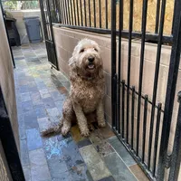 MIA, a female Goldendoodle for sale in Victorville, CA – Photo 6 of 7