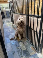 MIA, a female Goldendoodle for sale in Victorville, CA – Photo 4 of 6