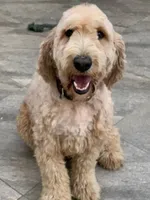 MIA, a female Goldendoodle for sale in Victorville, CA – Photo 6 of 6