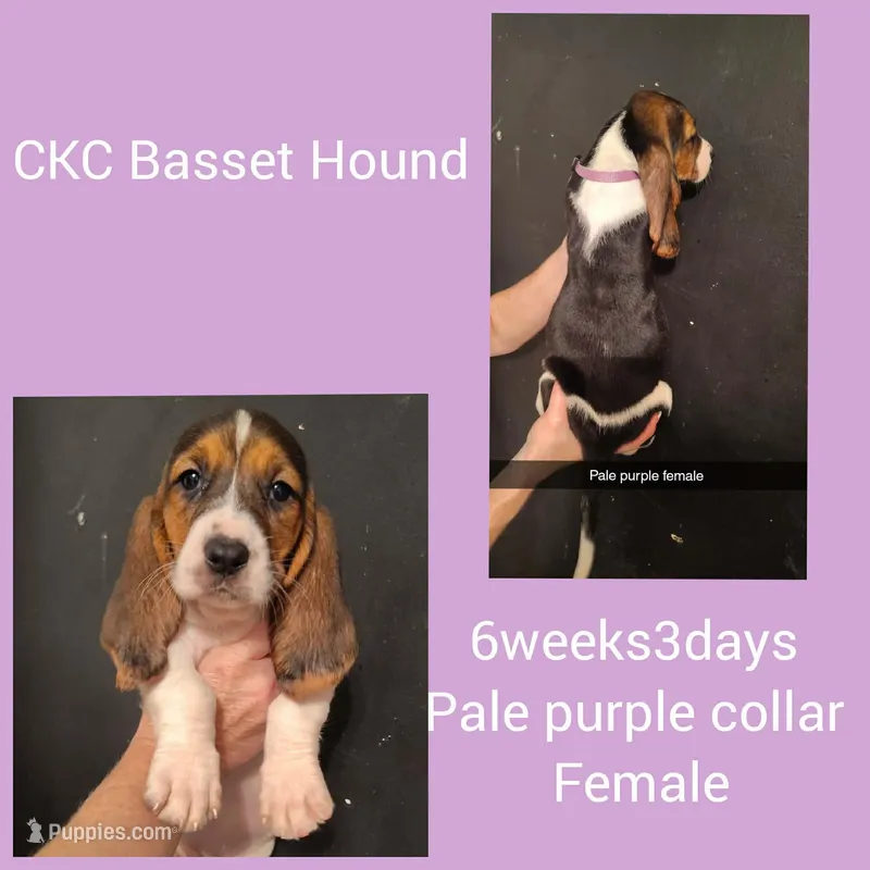 Ckc Bonnie's babies purple collar, a female Basset Hound for sale in Mobile, AL – Photo 1 of 1