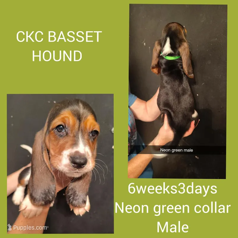 Ckc Bonnie's Babies green collar, a male Basset Hound for sale in Mobile, AL – Photo 1 of 1