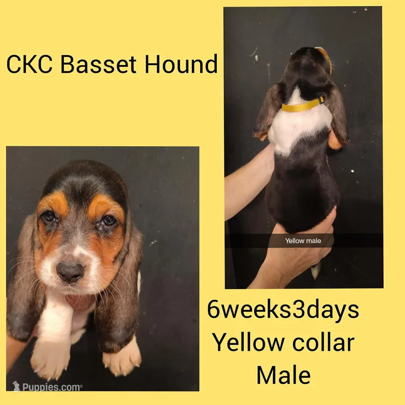  CKC Bonnie's Babies yellow collar, a male Basset Hound for sale in Mobile, AL – Photo 1 of 1
