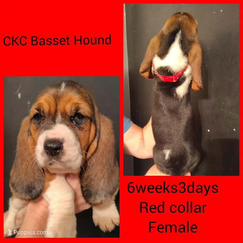 Ckc Bonnie's babies  red collar, a female Basset Hound for sale in Mobile, AL – Photo 1 of 1