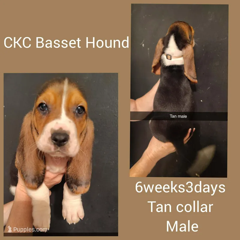CKC BONNIE'S BABIES tan collar, a male Basset Hound for sale in Mobile, AL – Photo 1 of 1