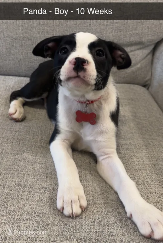 Panda – French Bulldog, Australian Shepherd puppy for sale in Fox Lake, IL