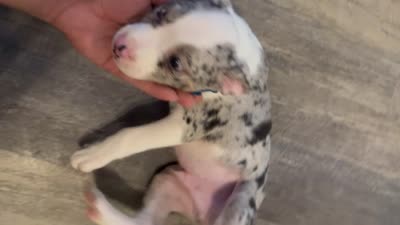 Mcflurry, a male French Bulldog and Australian Shepherd for sale in Fox Lake, IL – 3 of 5