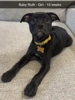 Baby Ruth, a female French Bulldog and Australian Shepherd for sale in Fox Lake, IL – 1 of 1