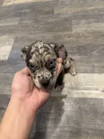 Carmela, a male French Bulldog and Australian Shepherd for sale in Fox Lake, IL – 2 of 4