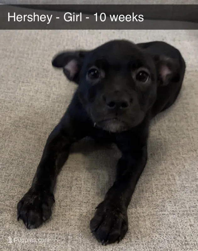 Hershey – French Bulldog, Australian Shepherd puppy for sale in Fox Lake, IL