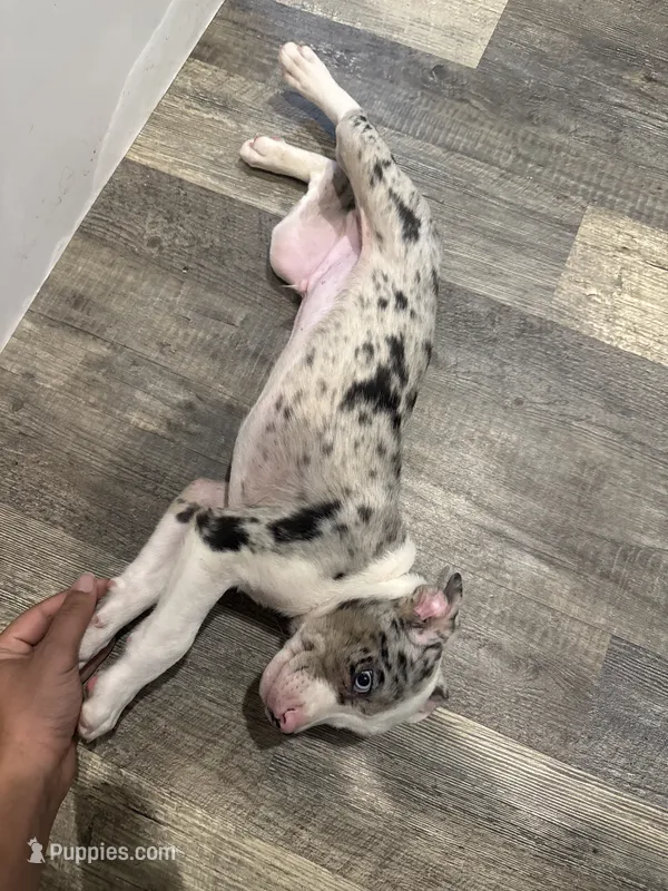 Mcflurry – French Bulldog, Australian Shepherd puppy for sale in Fox Lake, IL