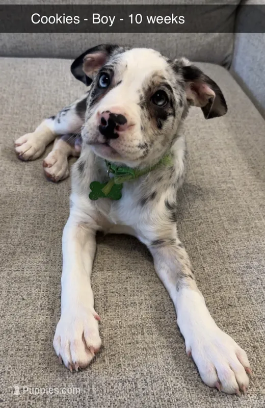 Cookies – French Bulldog, Australian Shepherd puppy for sale in Fox Lake, IL