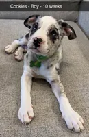 Cookies, a male French Bulldog and Australian Shepherd for sale in Fox Lake, IL – 1 of 1