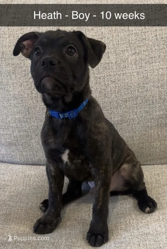 Heath – French Bulldog, Australian Shepherd puppy for sale in Fox Lake, IL