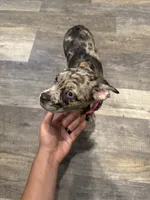 Carmela, a male French Bulldog and Australian Shepherd for sale in Fox Lake, IL – 4 of 4