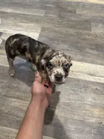 Carmela, a male French Bulldog and Australian Shepherd for sale in Fox Lake, IL – 3 of 4
