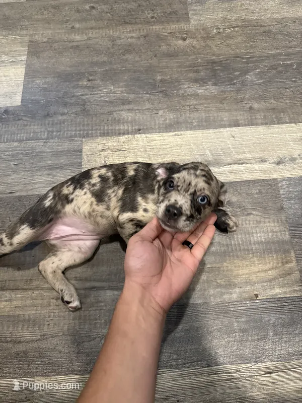Carmela – French Bulldog, Australian Shepherd puppy for sale in Fox Lake, IL