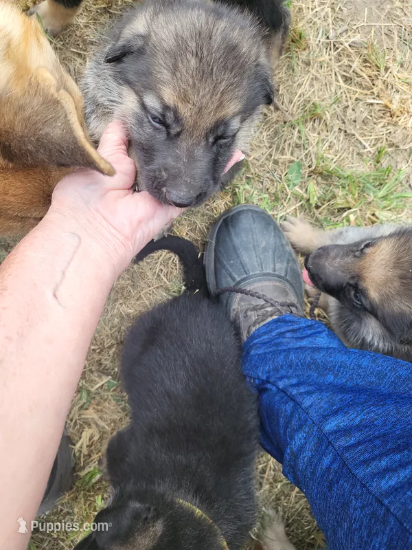 Loner – German Shepherd Dog puppy for sale in Macks Creek, MO