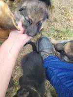 Loner, a male German Shepherd Dog for sale in Macks Creek, MO – 1 of 10