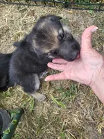 Loner, a male German Shepherd Dog for sale in Macks Creek, MO – 3 of 10