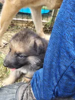 Loner, a male German Shepherd Dog for sale in Macks Creek, MO – 8 of 10