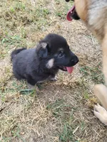 Loner, a male German Shepherd Dog for sale in Macks Creek, MO – 7 of 10