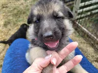 Loner, a male German Shepherd Dog for sale in Macks Creek, MO – 2 of 10