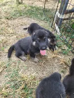 Loner, a male German Shepherd Dog for sale in Macks Creek, MO – 4 of 10