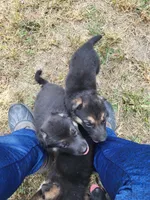 Loner, a male German Shepherd Dog for sale in Macks Creek, MO – 5 of 10