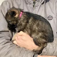 Pink, a female German Shepherd Dog for sale in Wellman, IA – Photo 4 of 6