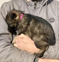 Pink, a female German Shepherd Dog for sale in Wellman, IA – Photo 4 of 6