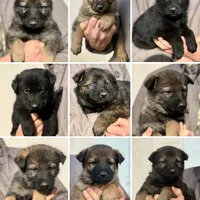 Pink, a female German Shepherd Dog for sale in Wellman, IA – Photo 6 of 6