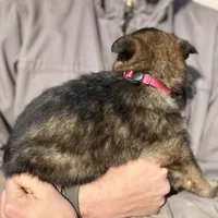 Pink, a female German Shepherd Dog for sale in Wellman, IA – Photo 5 of 6