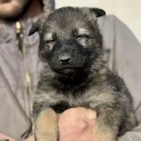 Pink, a female German Shepherd Dog for sale in Wellman, IA – Photo 1 of 6