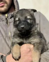 Pink, a female German Shepherd Dog for sale in Wellman, IA – Photo 1 of 6