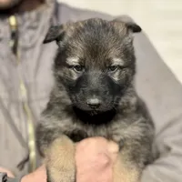 Pink, a female German Shepherd Dog for sale in Wellman, IA – Photo 2 of 6