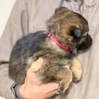 Pink, a female German Shepherd Dog for sale in Wellman, IA – Photo 3 of 6