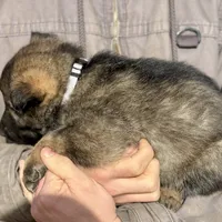 Gray, a male German Shepherd Dog for sale in Wellman, IA – Photo 5 of 5