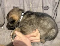 Gray, a male German Shepherd Dog for sale in Wellman, IA – Photo 5 of 5